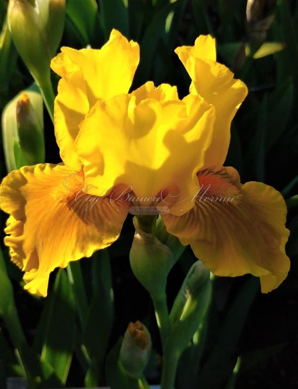 Ирис "Памплемусc" (Iris Pamplemousse) — фото 2