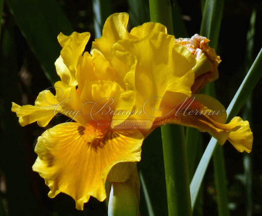 Ирис "Памплемусc" (Iris Pamplemousse) — фото 3