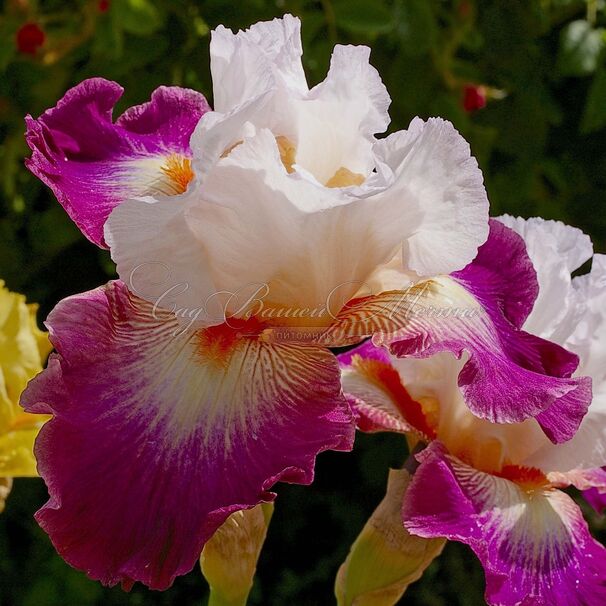 Ирис "Пранс Эжен" (Iris Prince Eugene) — фото 2