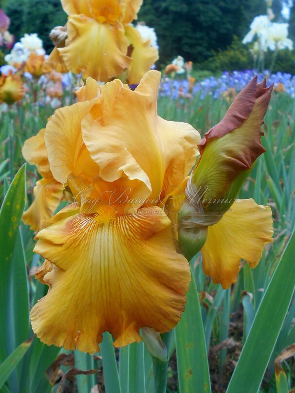 Ирис "Растик Сидр" (Iris Rustic Cedar) — фото 2
