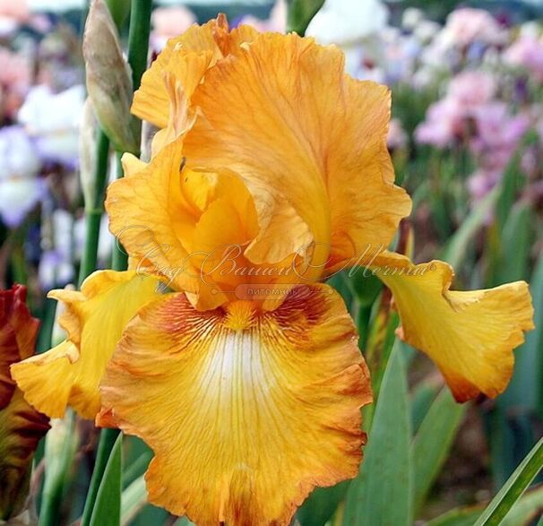 Ирис "Растик Сидр" (Iris Rustic Cedar) — фото 3