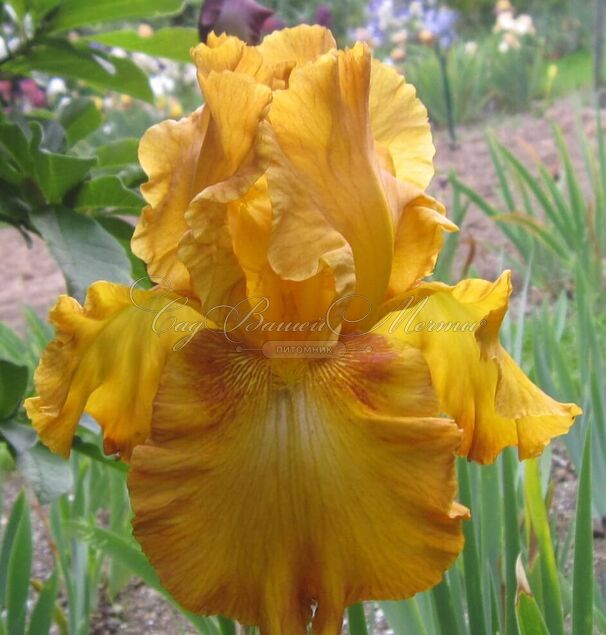 Ирис "Растик Сидр" (Iris Rustic Cedar) — фото 4