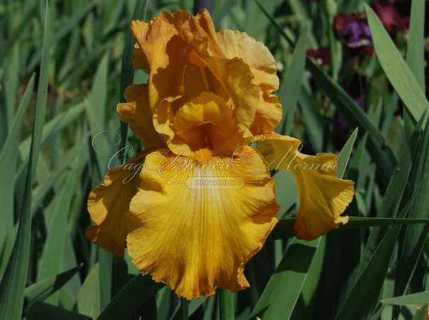 Ирис "Растик Сидр" (Iris Rustic Cedar) — фото 5