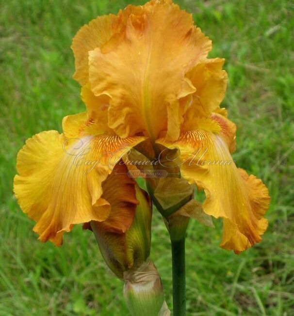 Ирис "Растик Сидр" (Iris Rustic Cedar) — фото 6