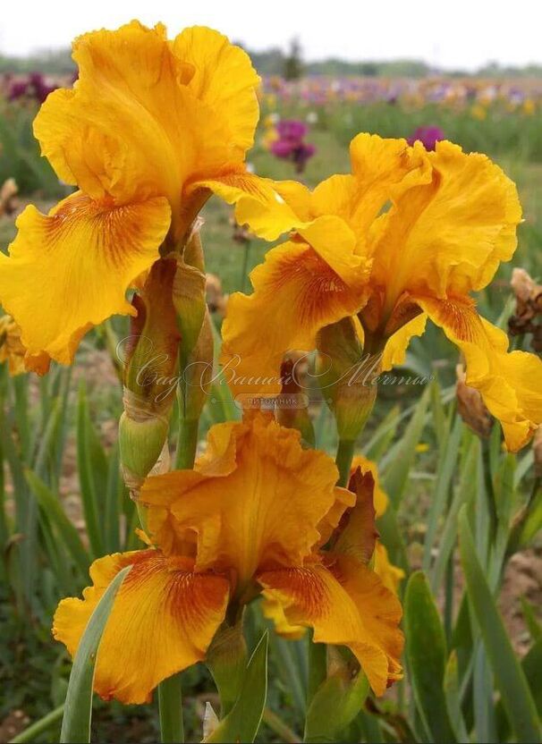 Ирис "Растик Сидр" (Iris Rustic Cedar) — фото 7
