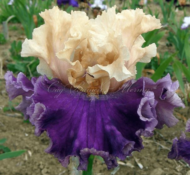 Ирис "Роарин Твентис" (Iris Roaring Twenties) — фото 2