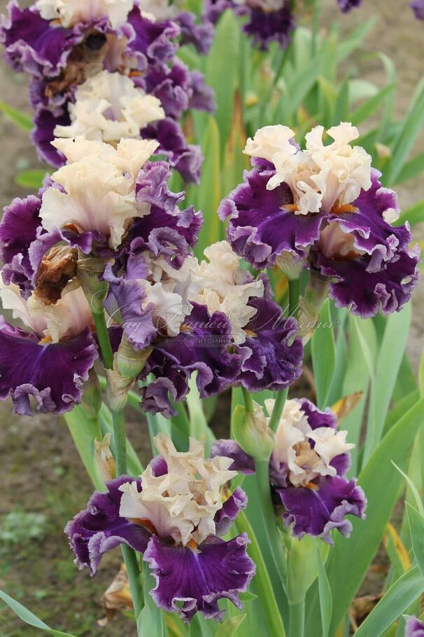 Ирис "Роарин Твентис" (Iris Roaring Twenties) — фото 3