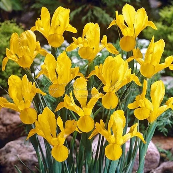 Ирис "Роял Еллоу" (Iris Royal Yellow) — фото 2