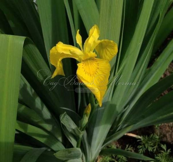 Ирис "Роял Еллоу" (Iris Royal Yellow) — фото 3