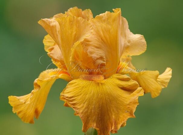 Ирис "Сигарилло" (Iris Cigarillo) — фото 3