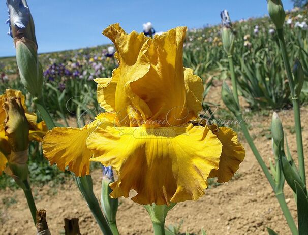 Ирис "Сигарилло" (Iris Cigarillo) — фото 4