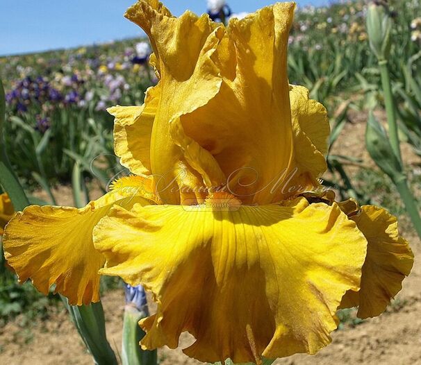 Ирис "Сигарилло" (Iris Cigarillo) — фото 5