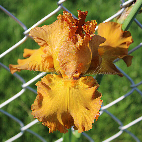 Ирис "Сигарилло" (Iris Cigarillo) — фото 6