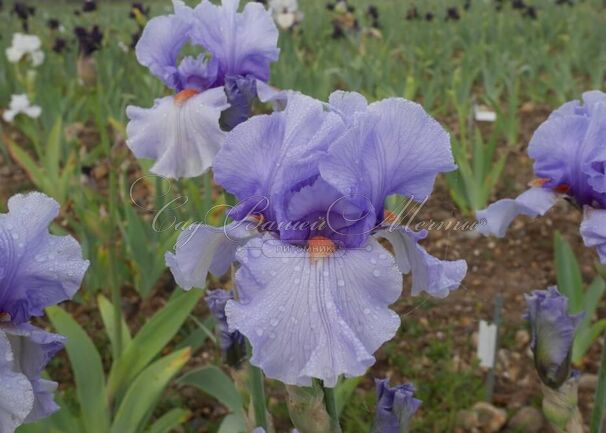 Ирис "Симпатик" (Iris Sympathique) — фото 2