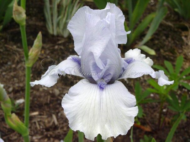 Ирис "Сон Оф Норвей" (Iris Song Of Norway) — фото 2