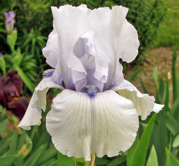 Ирис "Сон Оф Норвей" (Iris Song Of Norway) — фото 5