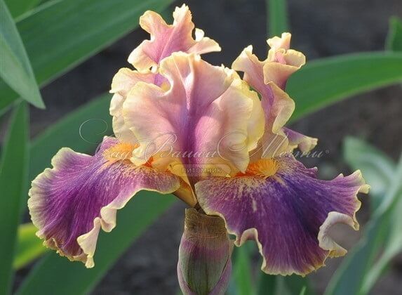 Ирис "Спуки" (Iris Spooky) — фото 2