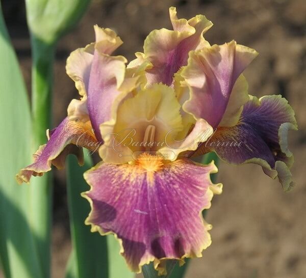Ирис "Спуки" (Iris Spooky) — фото 3