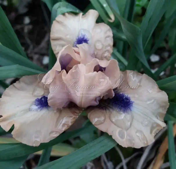Ирис "Тикети Бу" (Iris Tickety Boo) — фото 2