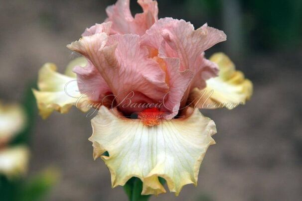 Ирис "Три Парт Хармони" (Iris Three Part Harmony) — фото 2