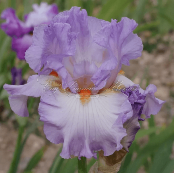 Ирис "Уи Мадам" (Iris Oui Madame) — фото 2
