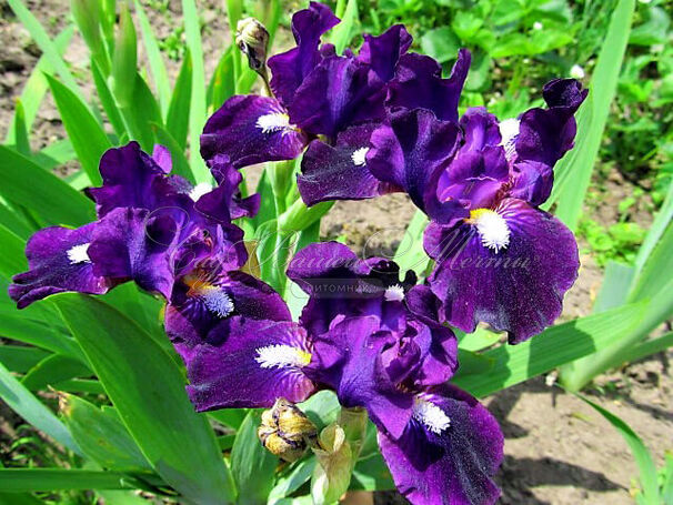 Ирис "Уиш Апон Э Стар" (Iris Wish Upon A Star) — фото 2