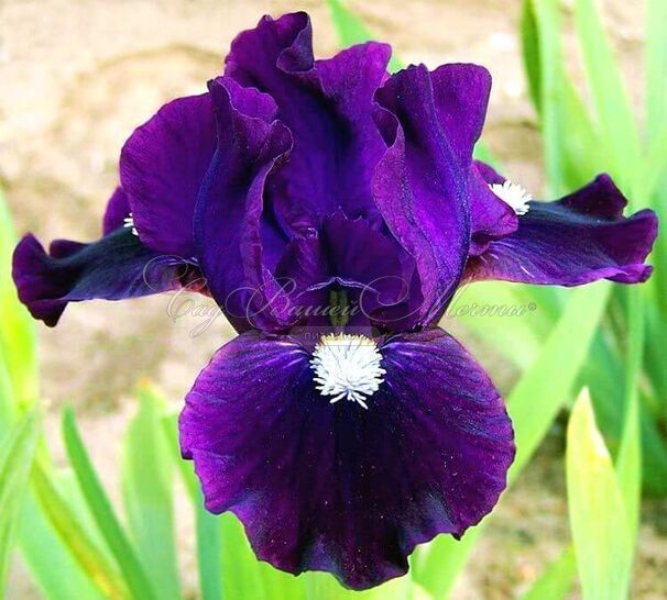 Ирис "Уиш Апон Э Стар" (Iris Wish Upon A Star) — фото 3