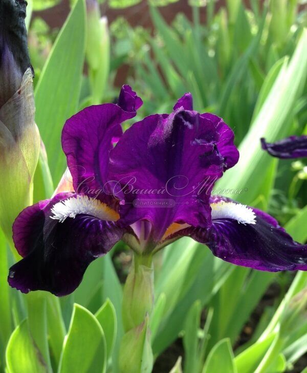 Ирис "Уиш Апон Э Стар" (Iris Wish Upon A Star) — фото 4
