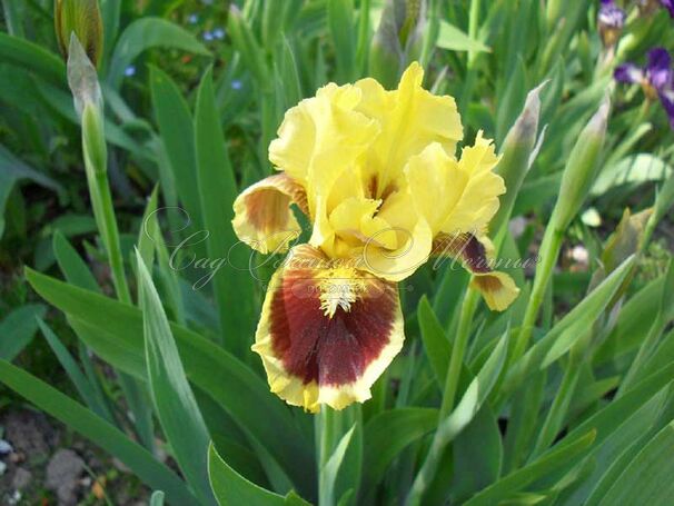 Ирис "Алтимейт" (Iris Ultimate) — фото 2
