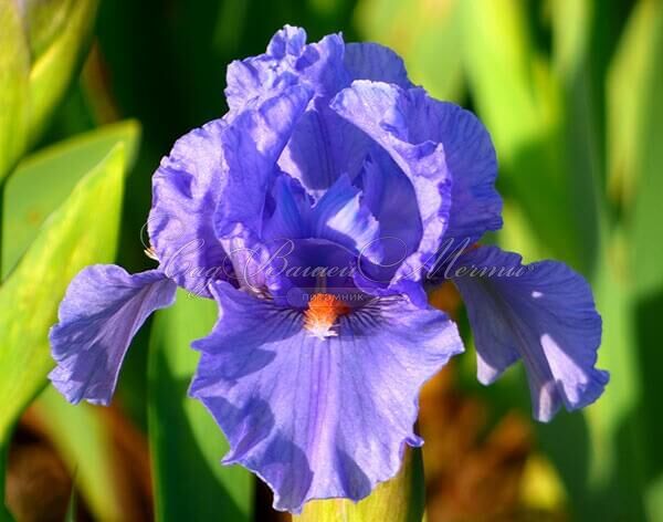 Ирис "Фаер Ин Зе Скай" (Iris Fire In The Sky) — фото 2
