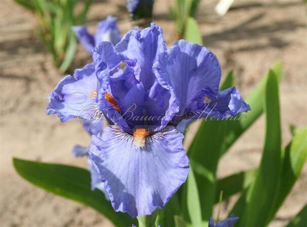 Ирис "Фаер Ин Зе Скай" (Iris Fire In The Sky) — фото 3