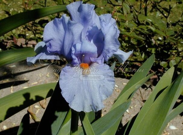 Ирис "Фаер Ин Зе Скай" (Iris Fire In The Sky) — фото 5