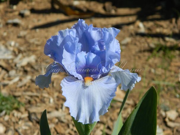 Ирис "Фаер Ин Зе Скай" (Iris Fire In The Sky) — фото 6