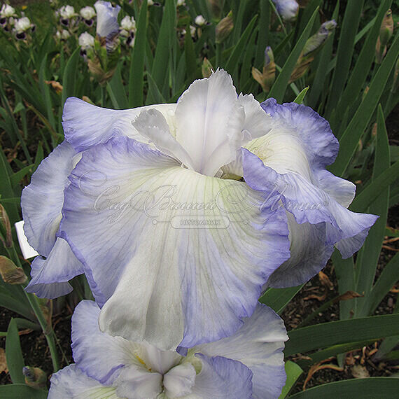 Ирис "Флаффи Пиллоус" (Iris Fluffy Pillows) — фото 3