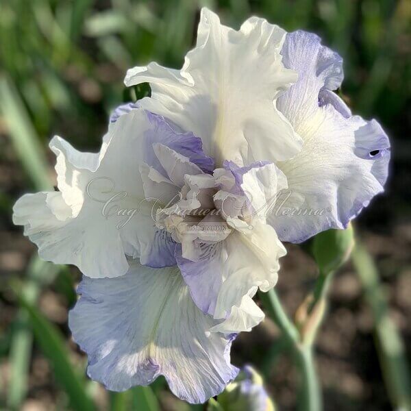 Ирис "Флаффи Пиллоус" (Iris Fluffy Pillows) — фото 5