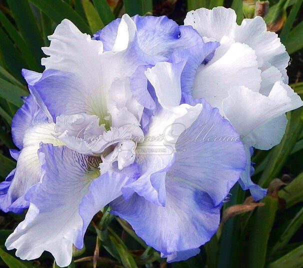 Ирис "Флаффи Пиллоус" (Iris Fluffy Pillows) — фото 6