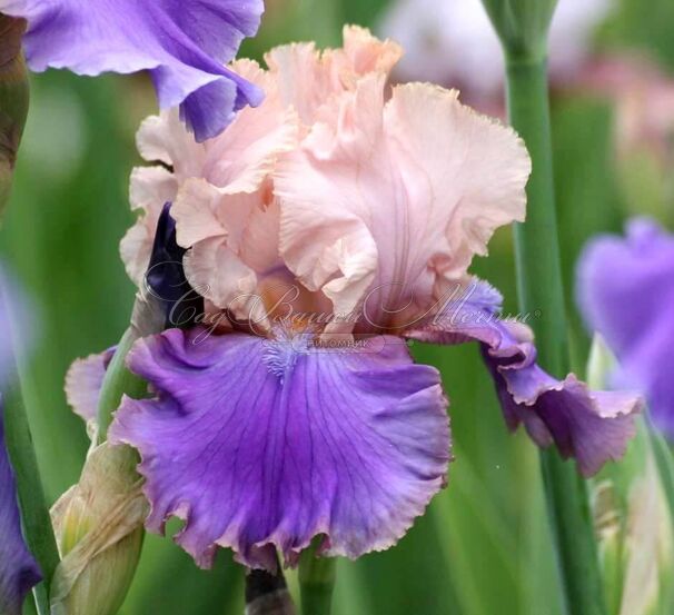 Ирис "Флорентайн Силк" (Iris Florentine Silk) — фото 2