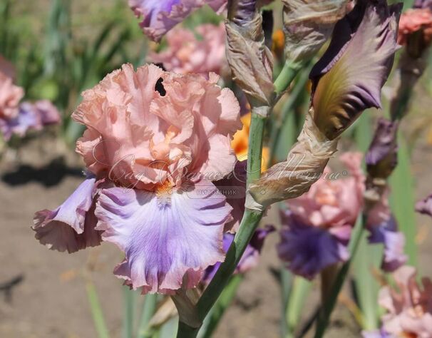 Ирис "Флорентайн Силк" (Iris Florentine Silk) — фото 3
