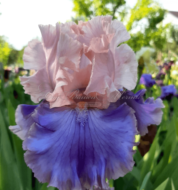 Ирис "Флорентайн Силк" (Iris Florentine Silk) — фото 5