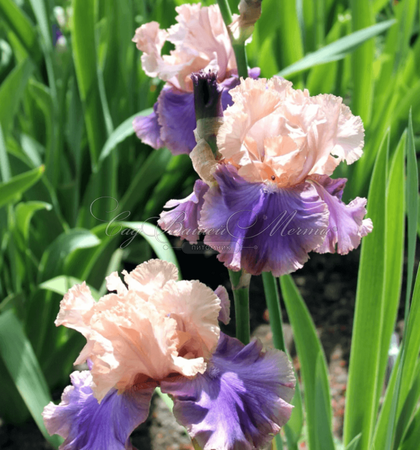 Ирис "Флорентайн Силк" (Iris Florentine Silk) — фото 6
