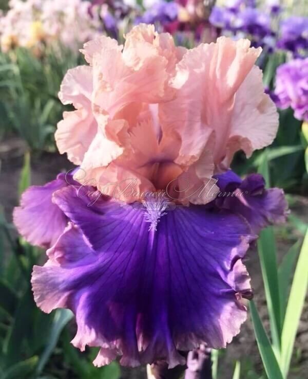 Ирис "Флорентайн Силк" (Iris Florentine Silk) — фото 7