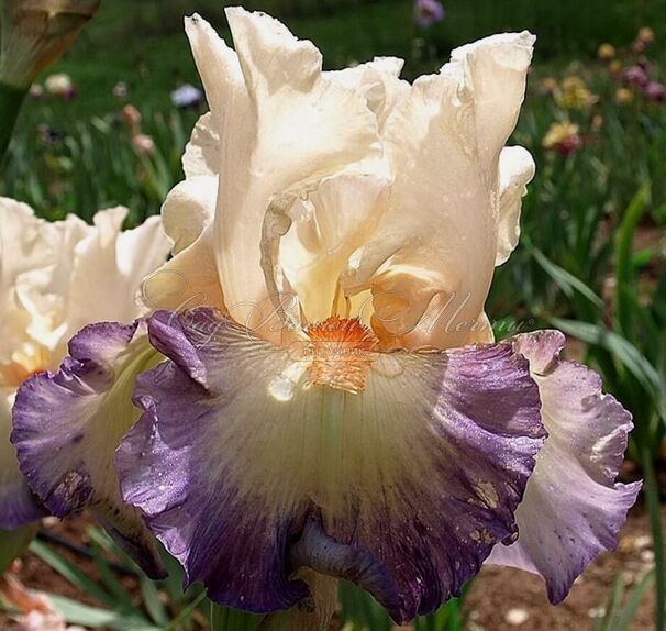 Ирис "Фоли Дус" (Iris Folie Douce) — фото 2