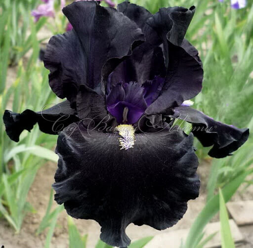 Ирис "Хир Камс зе Найт" (Iris Here Comes the Night) — фото 2