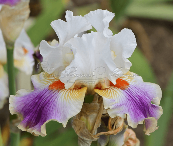 Ирис "Хэвин э Пати" (Iris Having A Party) — фото 2