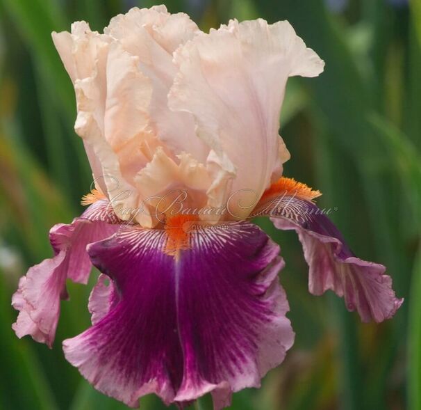 Ирис "Черри Блоссом Сонг" (Iris Cherry Blossom Song) — фото 5