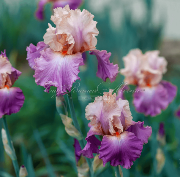 Ирис "Черри Блоссом Сонг" (Iris Cherry Blossom Song) — фото 7