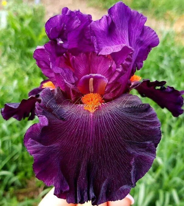 Ирис "Шарп Дрессэд Мэн" (Iris Sharp Dressed Man) — фото 2