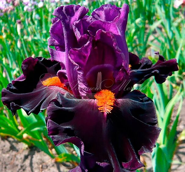 Ирис "Шарп Дрессэд Мэн" (Iris Sharp Dressed Man) — фото 5
