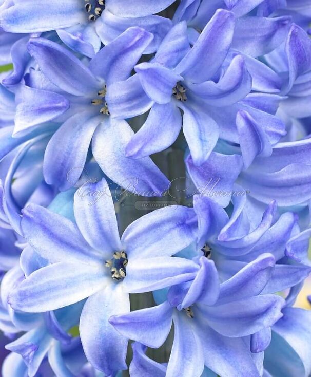 Гиацинт Аква (Hyacinthus Aqua) — фото 2