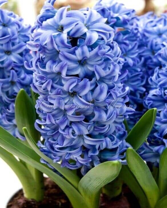 Гиацинт Аква (Hyacinthus Aqua) — фото 3